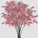 Barberry Bush - VideoHive Item for Sale
