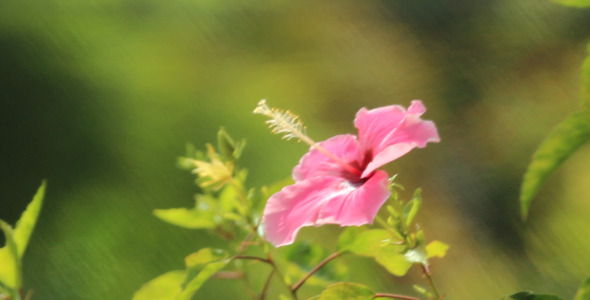 Hibiscus Filter Blurred 