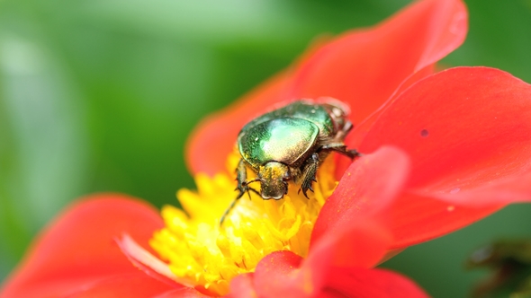 Cetonia Aurata on the Red Dahlia Flower