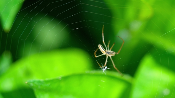 Spider Weaves a Web