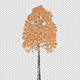 Aspen Tree - VideoHive Item for Sale