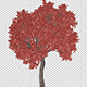 Sprouting Tree With Red Leaves - VideoHive Item for Sale