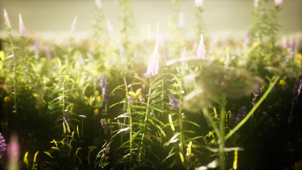 Wild Flowers in the Field