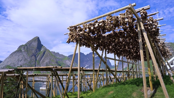 Fish Heads Drying on Racks