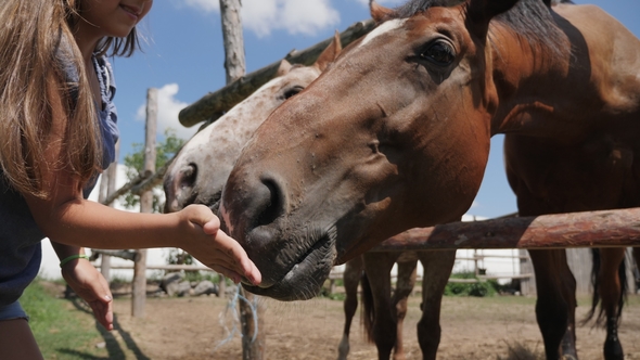 Young Girl Feeding and Taking Care of Brown Horse