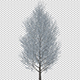 Tree With Gray Leaves In The Wind - VideoHive Item for Sale