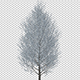 Growing Tree With Gray Leaves - VideoHive Item for Sale