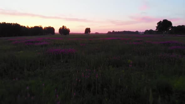 Evening field with flowers