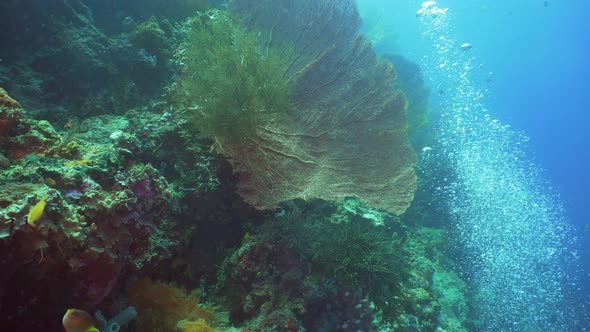 Coral Reef and Tropical Fish. Bali,Indonesia.