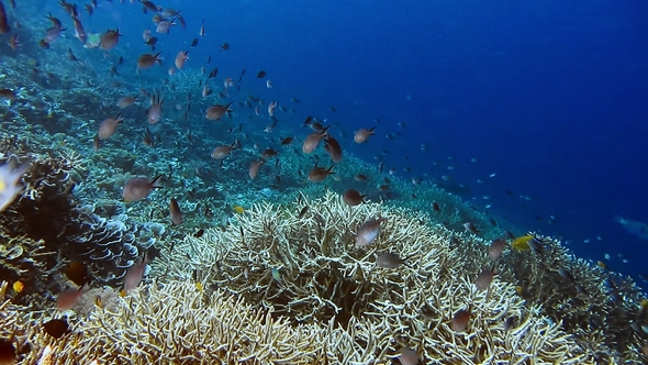 Many Sergeant Fish Swimming Above the Beautiful Hard Coral on the Reef Edge. Deep Blue Ocean Water