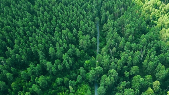 Aerial View Flying Over Old Forest Road. Tracking White Car Moving in Pine Woods