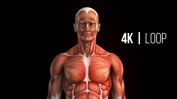 Medical Animation Muscular System 4K