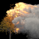 Burning Tree on Black Background 4k - VideoHive Item for Sale