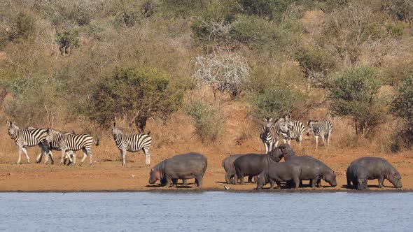Hippos And Plains Zebras - Kruger National Park