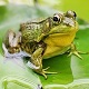 Frogs