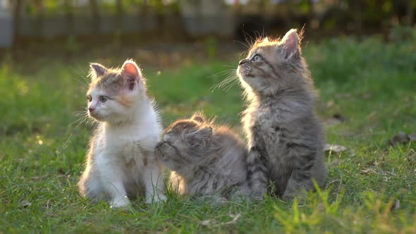 Cute Persian Kittens Looking On Green Grass