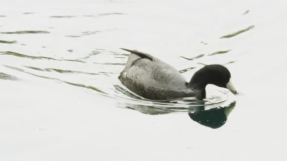 Slow Motion Grey Duck on the Water Surface Reflecting the Cloudy Skies RED