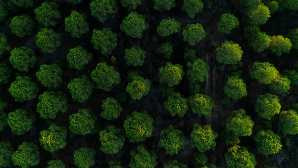  FOREST AND TREES