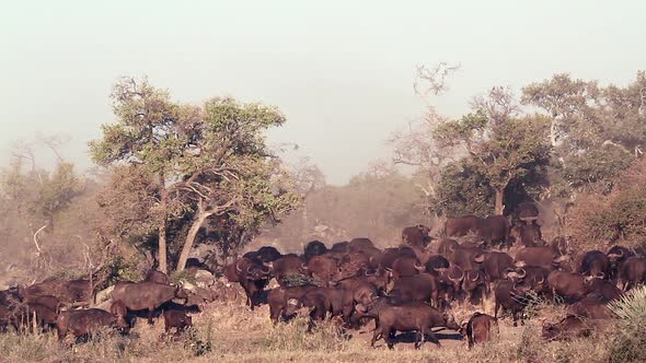 African buffalo in Kruger National park, South Africa