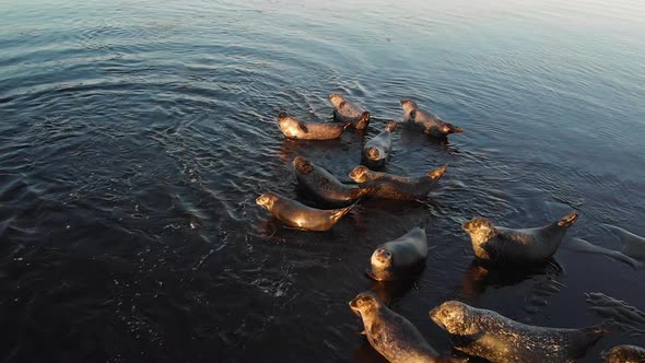 Sea Lions