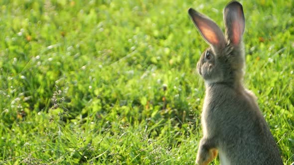 Gray rabbit on green grass, Beautiful cute rabbit on a green summer meadow.