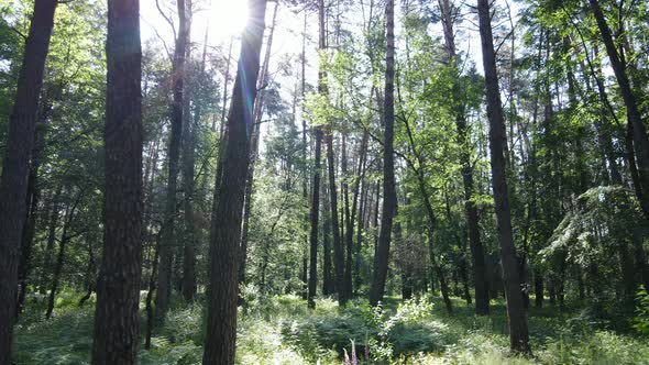 Beautiful Green Forest on a Summer Day Slow Motion