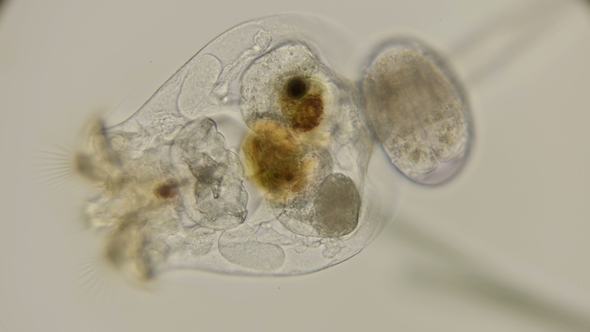 Rotifer Brachionus Plicatilis with Eggs