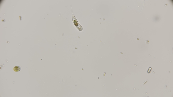 Peranema Microorganism in Motion, Under a Microscope