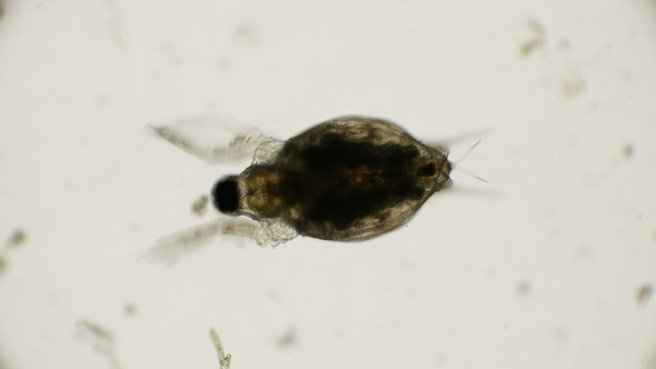 Water Flea Daphnia Under a Microscope alt