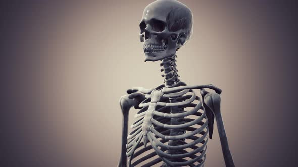 Full Human Skeleton Standing