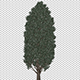 Slender Tree - VideoHive Item for Sale