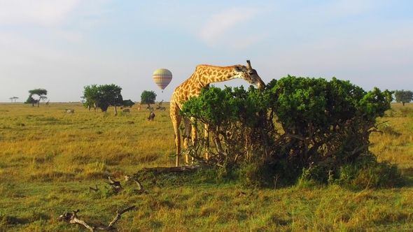 Giraffe Eating Tree Leaves in Savanna at Africa