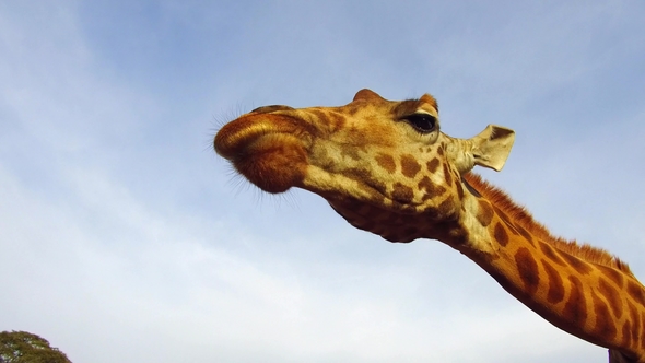 Giraffe Catching Feed in Africa