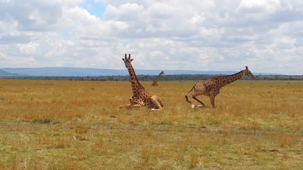 Group of Giraffes in Savannah at Africa