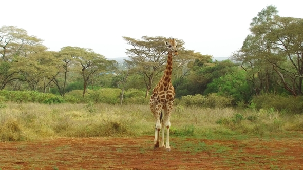 Giraffe Walking Along Savannah at Africa