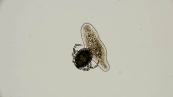 Hydrachnidia Sits on a Flat Worm Planariidae and Then Runs Away, Under a Microscope