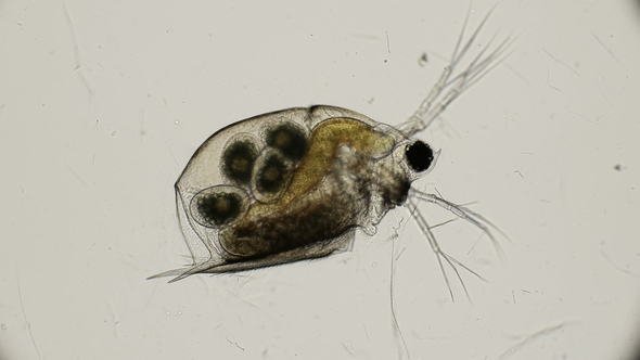 Crustaceans Daphnia Hatching Eggs, Under a Microscope alt