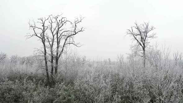 Forest in Winter