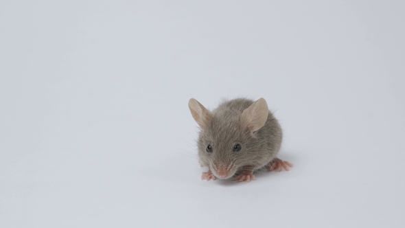 Gray Mouse Over White Background