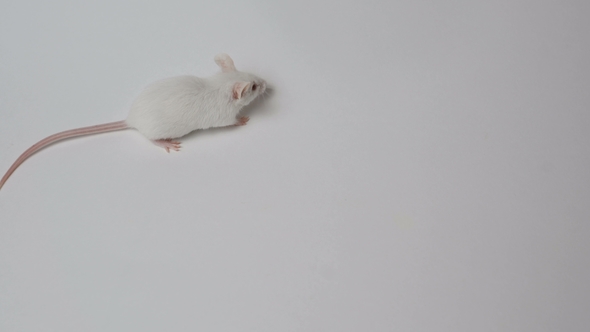 White Mouse Lies on a White Background