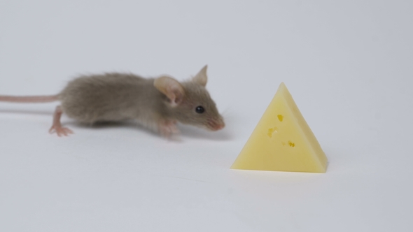 Little Mouse Eating Cheese