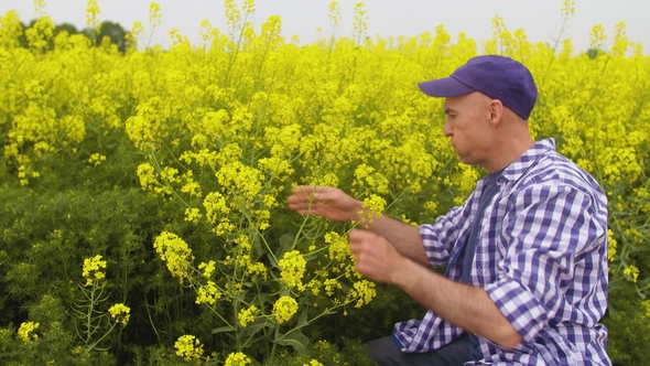 Farmer Examining And Smelling Rapeseed Blossom At Field