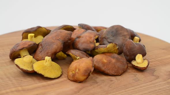 Suillus 7