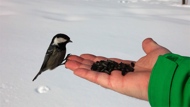Birds feeding in hand