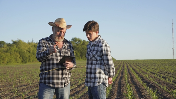 Father and Son Stand on the Corn Field, Talk and Decide the Issues with Tablet