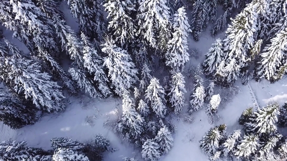 Coniferous Forest. View From Above . Aerial View