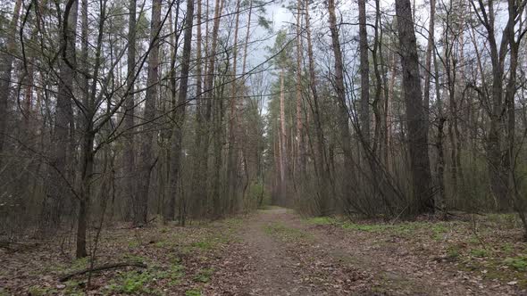 Road in the Forest During the Day Slow Motion