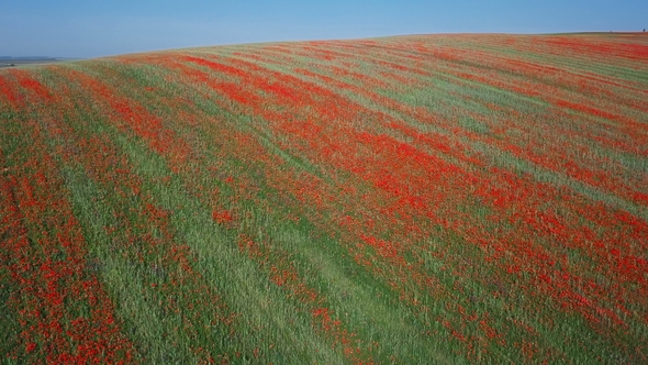 Aerial View of Poppy Hills in Moravia, Czech Republic