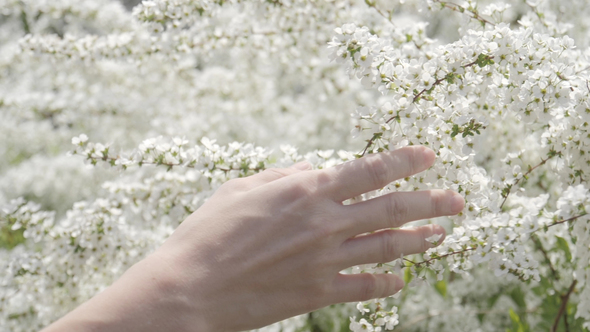 Touching White Flower