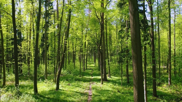 Flying Between the Trees in the Spring Forest.